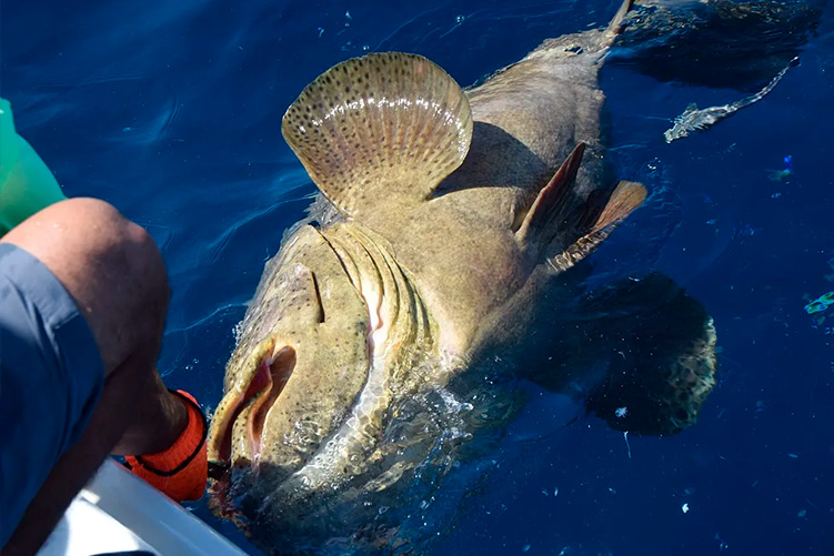 Always Fun Charters, LLC